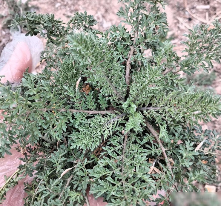 Loại rau báu vật từ lá đến rễ