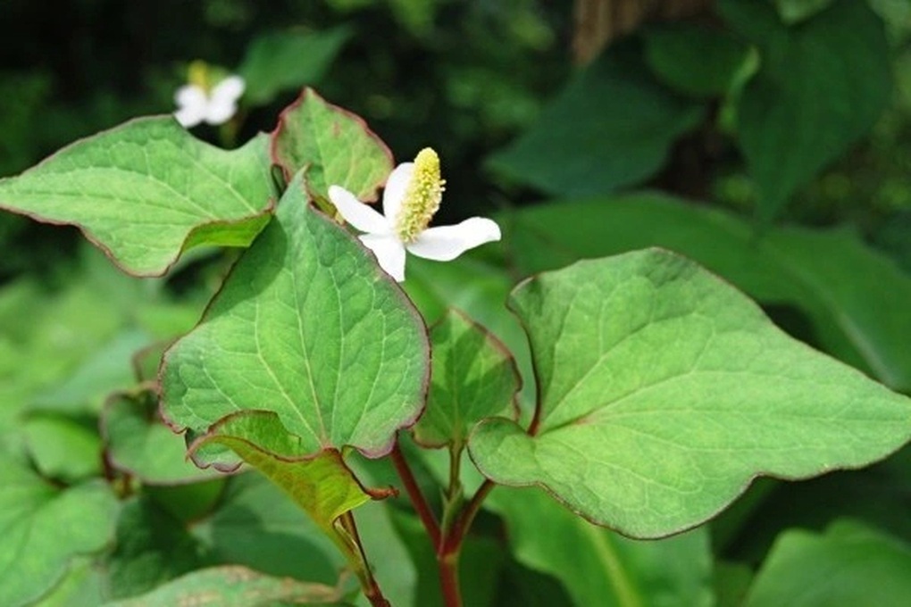 Loại rau bình dân ra chợ là thấy giúp giải độc gan - 1