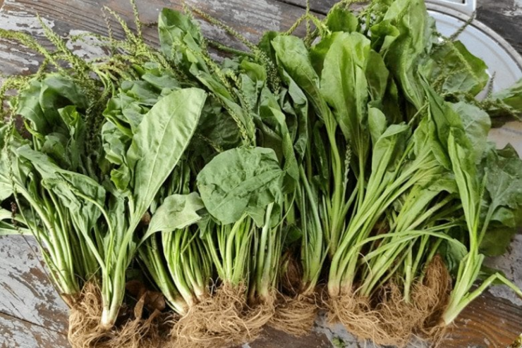 Ăn loại rau này thường xuyên sẽ giúp lợi tiểu, bổ phổi, sáng mắt, thanh nhiệt, trừ hỏa.