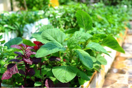 Loại rau tưởng tốt nhưng làm tăng nguy cơ suy thận, người Việt cần biết để ăn cho đúng 1 Ảnh minh họa.