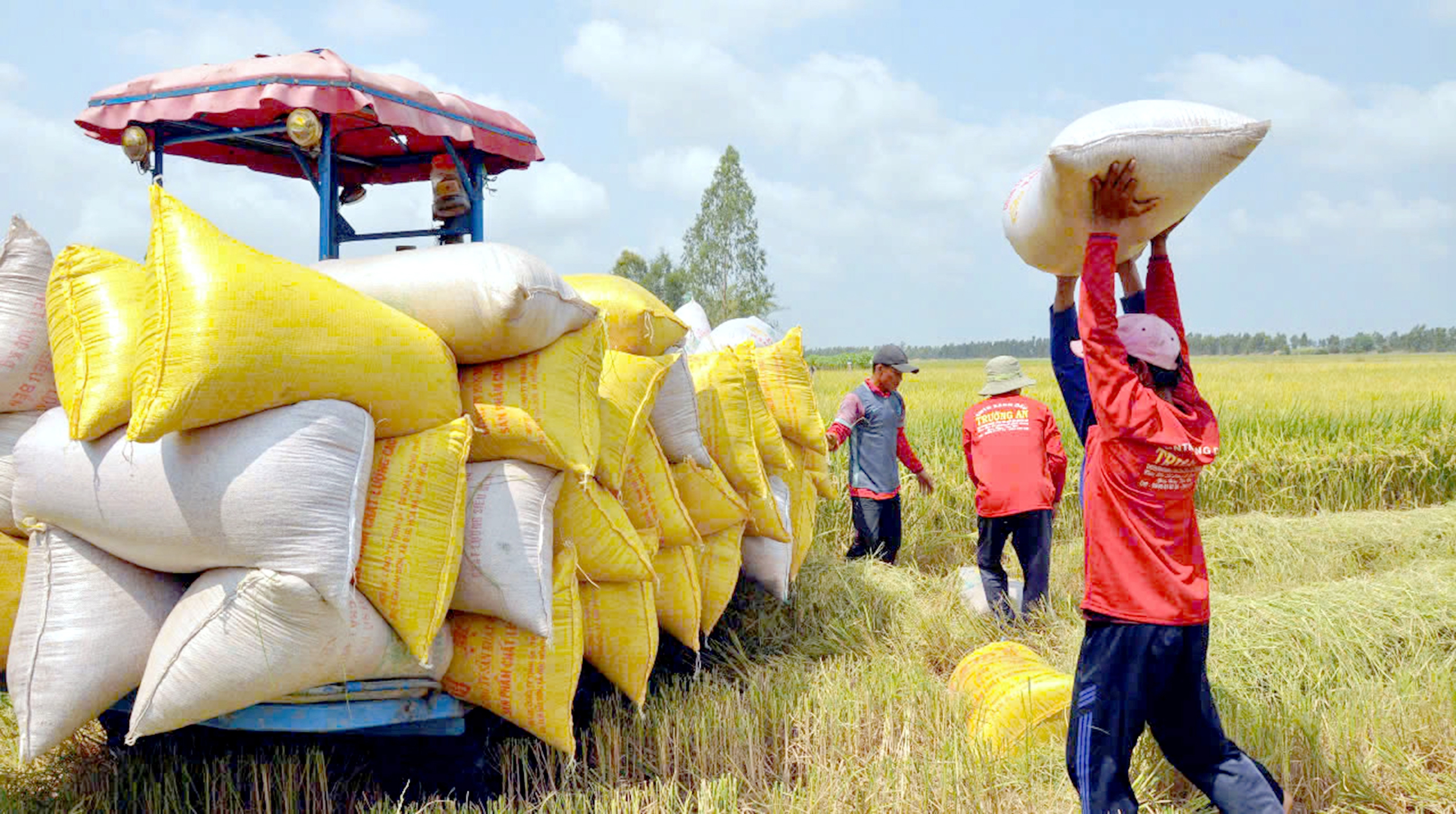 xuất khẩu gạo - Ảnh 1.