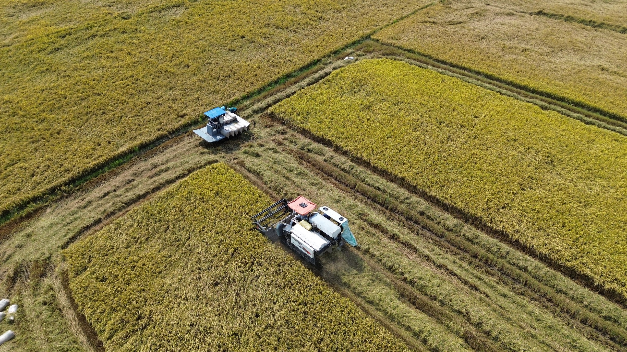 Lúa đông xuân thoát hạn mặn, đạt năng suất cao nhưng giá giảm - Ảnh 1.