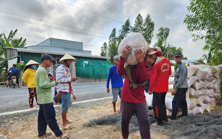 Lúa đông xuân thoát hạn mặn, đạt năng suất cao nhưng giá giảm - Ảnh 3.