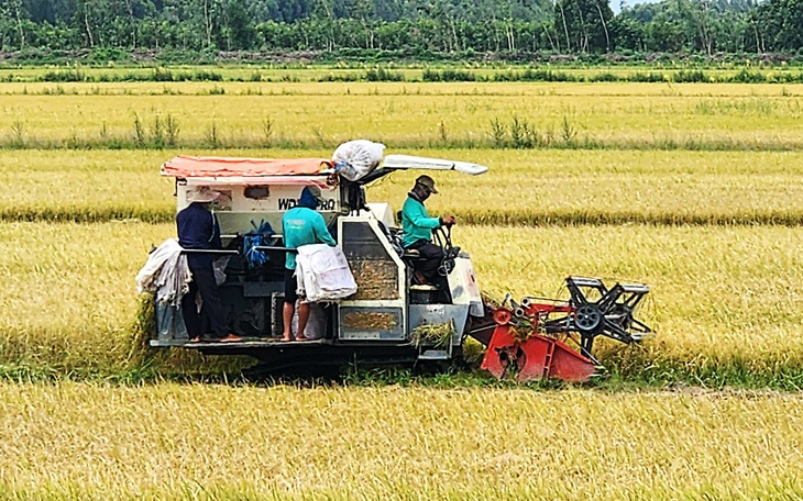 Lúa thu hoạch rộ, thương lái chậm mua - Ảnh 2.