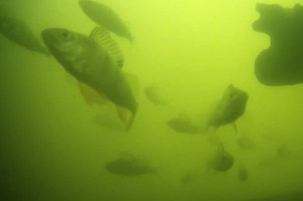 Hàng triệu người trên thế giới đang háo hức theo dõi đàn cá bơi qua bơi lại ở Hà Lan: Lý do rất thú vị và quan trọng- Ảnh 1.