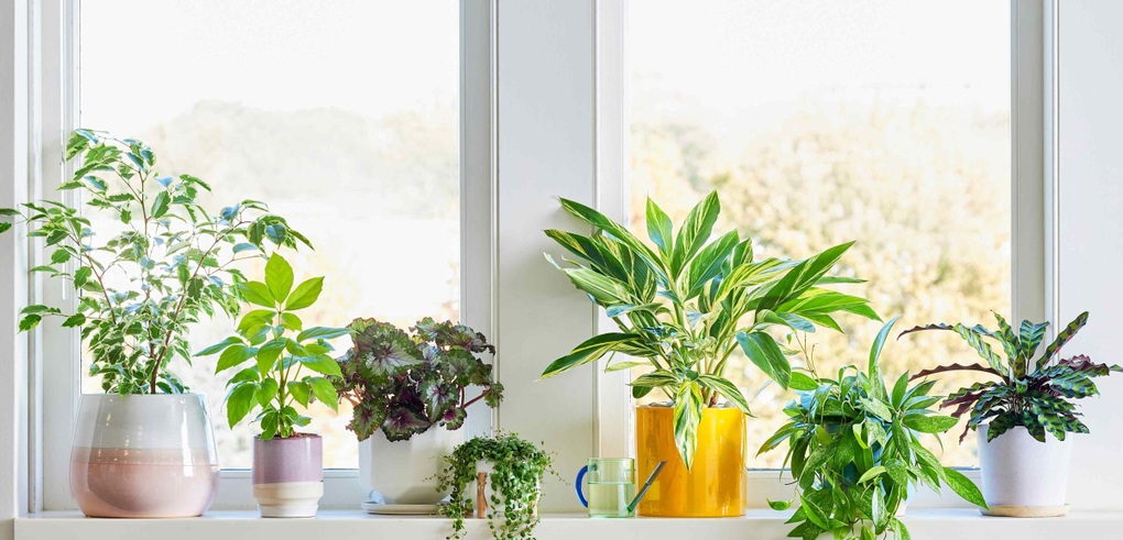 Mẹo chọn cây cảnh theo hướng cửa sổ: Đặt đúng cây đón đúng nắng - 1
