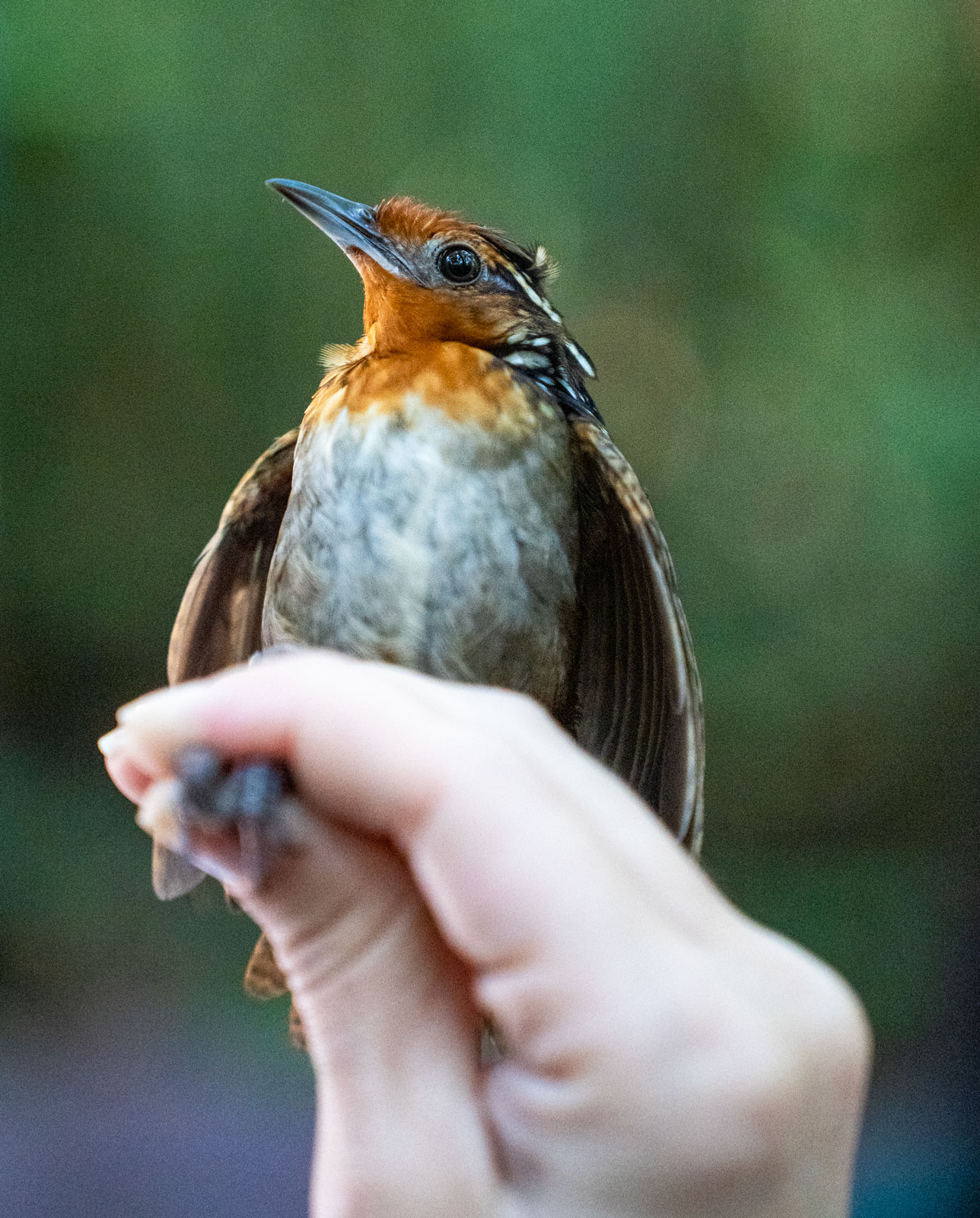 Một mùa xuân im lặng đang đến- Ảnh 1.