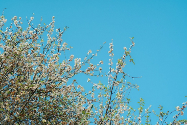 Những chùm hoa sơn tra trắng tinh khôi nổi bật giữa nền trời xanh, tạo khung cảnh trong trẻo, lãng mạn. Ảnh: Linh Xinh