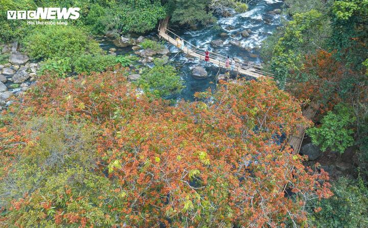 Mùa vàng anh 'thắp nắng' giữa Phong Nha - Kẻ Bàng- Ảnh 1.