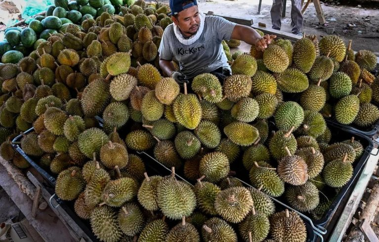 Buồn của thủ phủ sầu riêng Đông Nam Á: 'Năm ngoái tôi thu hoạch khoảng 3.500 quả/300 cây, năm nay còn có 500 quả'- Ảnh 1.