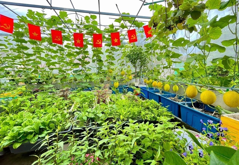 Ngắm khu vườn sân thượng “mùa nào thức nấy” rộng 85m2 của gia đình Đà Nẵng- Ảnh 1.