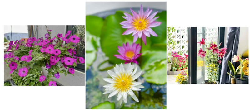 Ngắm khu vườn sân thượng “mùa nào thức nấy” rộng 85m2 của gia đình Đà Nẵng- Ảnh 7.