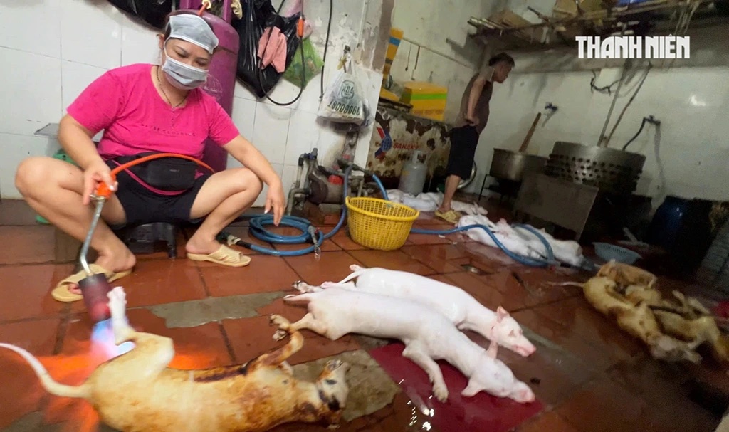 Nghệ sĩ bày tỏ quan điểm về nạn giết mổ lậu chó, mèo- Ảnh 1. Nghệ sĩ bày tỏ quan điểm về nạn giết mổ lậu chó, mèo- Ảnh 1.