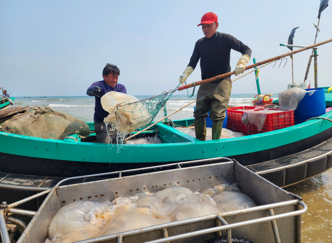 Ngư dân xã Đồng Tiến vận chuyển những con sứa biển nặng hàng chục kg từ khoang thuyền lên xe đẩy. Ảnh: Đức Hùng