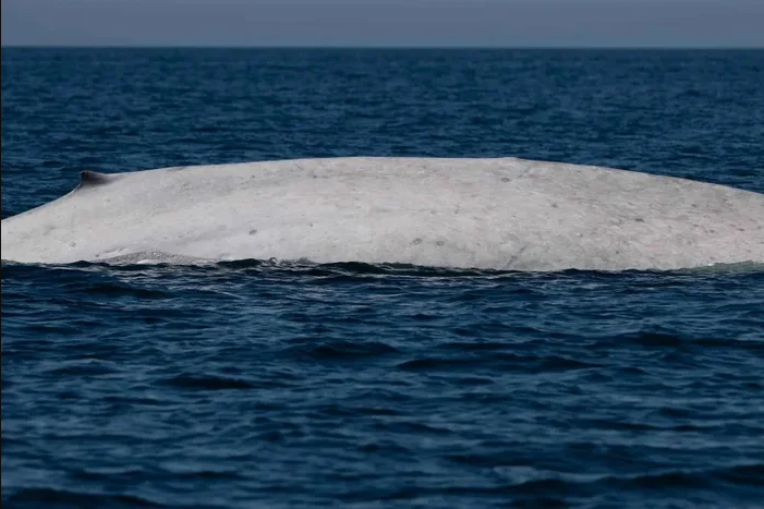 Ngư dân tưởng nhìn nhầm khi thấy sinh vật trắng toát giữa biển, chuyên gia xác nhận: Tỷ lệ chỉ 0,0025%- Ảnh 1.