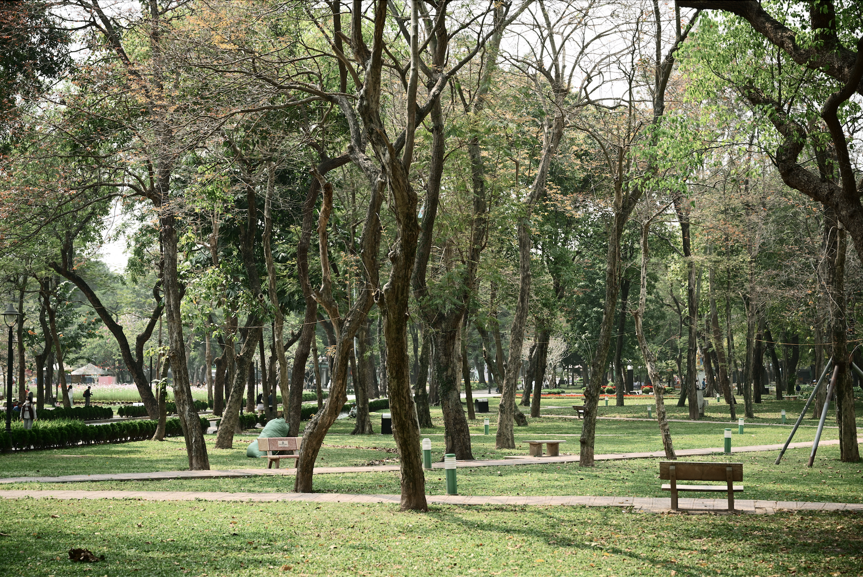 Người Hà Nội đang đổ xô ra công viên Thống Nhất săn lùng một khung cảnh vô thực- Ảnh 4. Người Hà Nội đang đổ xô ra công viên Thống Nhất săn lùng một khung cảnh vô thực- Ảnh 4.