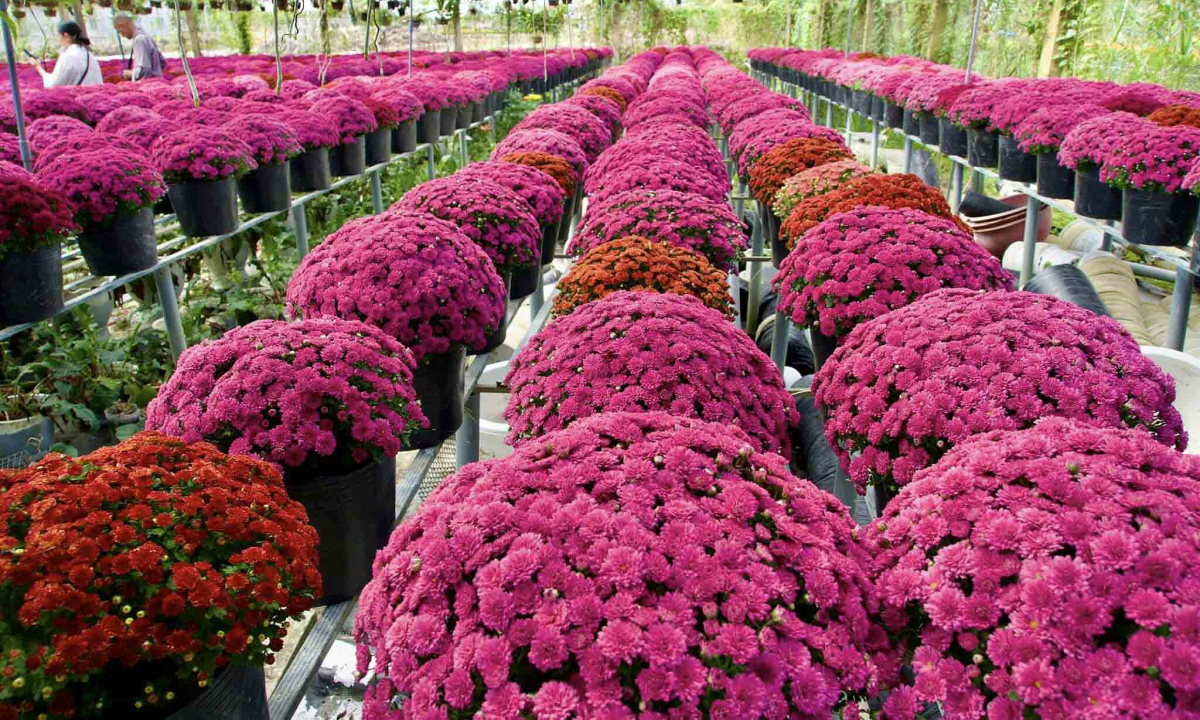 Người Nhật chi hơn 6.000 tỷ đồng mua rau quả Việt 1 Nguoi Nhat chi hon 6000 ty dong mua rau qua