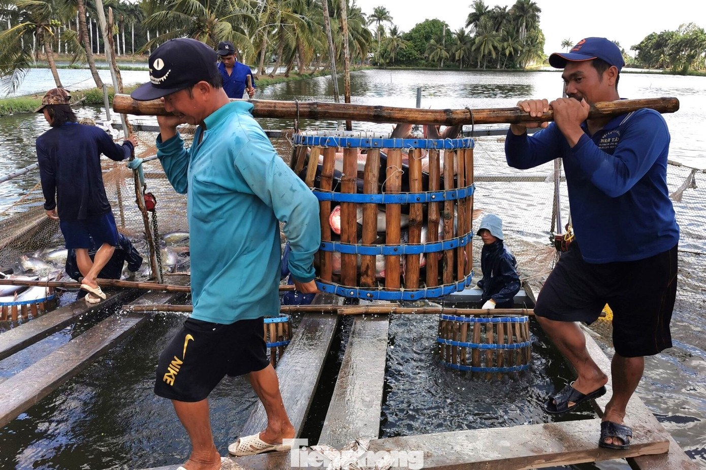 Nhà hàng sushi trong nhóm ‘khó tính’ nhất thế giới dùng cá tra Việt Nam- Ảnh 1.