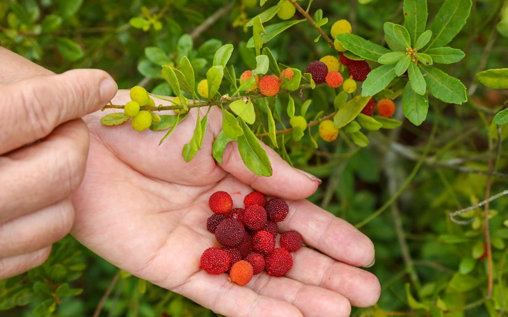 Nhà vườn hướng dẫn cách chăm mai vàng sau Tết sao cho đúng - Ảnh 7.