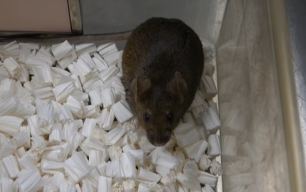 nhân bản vô tính - Ảnh 1.