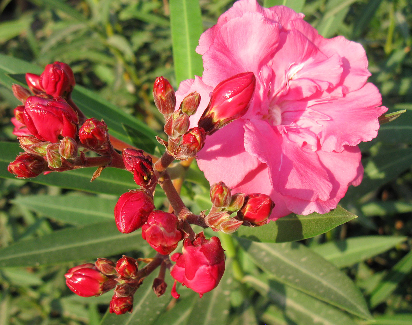 Loại cây “gọi” rắn tới nhà, chứa chất cực độc: Nhiều gia đình trồng mà không biết- Ảnh 2.