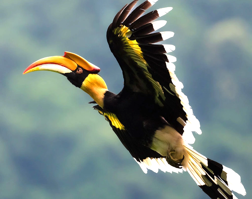 Cảnh tượng phượng hoàng xuất hiện giữa trời Việt Nam: Nhiều người trầm trồ không tin vào mắt mình- Ảnh 3. Cảnh tượng phượng hoàng xuất hiện giữa trời Việt Nam: Nhiều người trầm trồ không tin vào mắt mình- Ảnh 3.