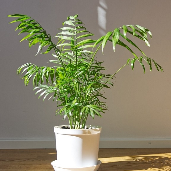 7 loại cây đặt đúng chỗ là 