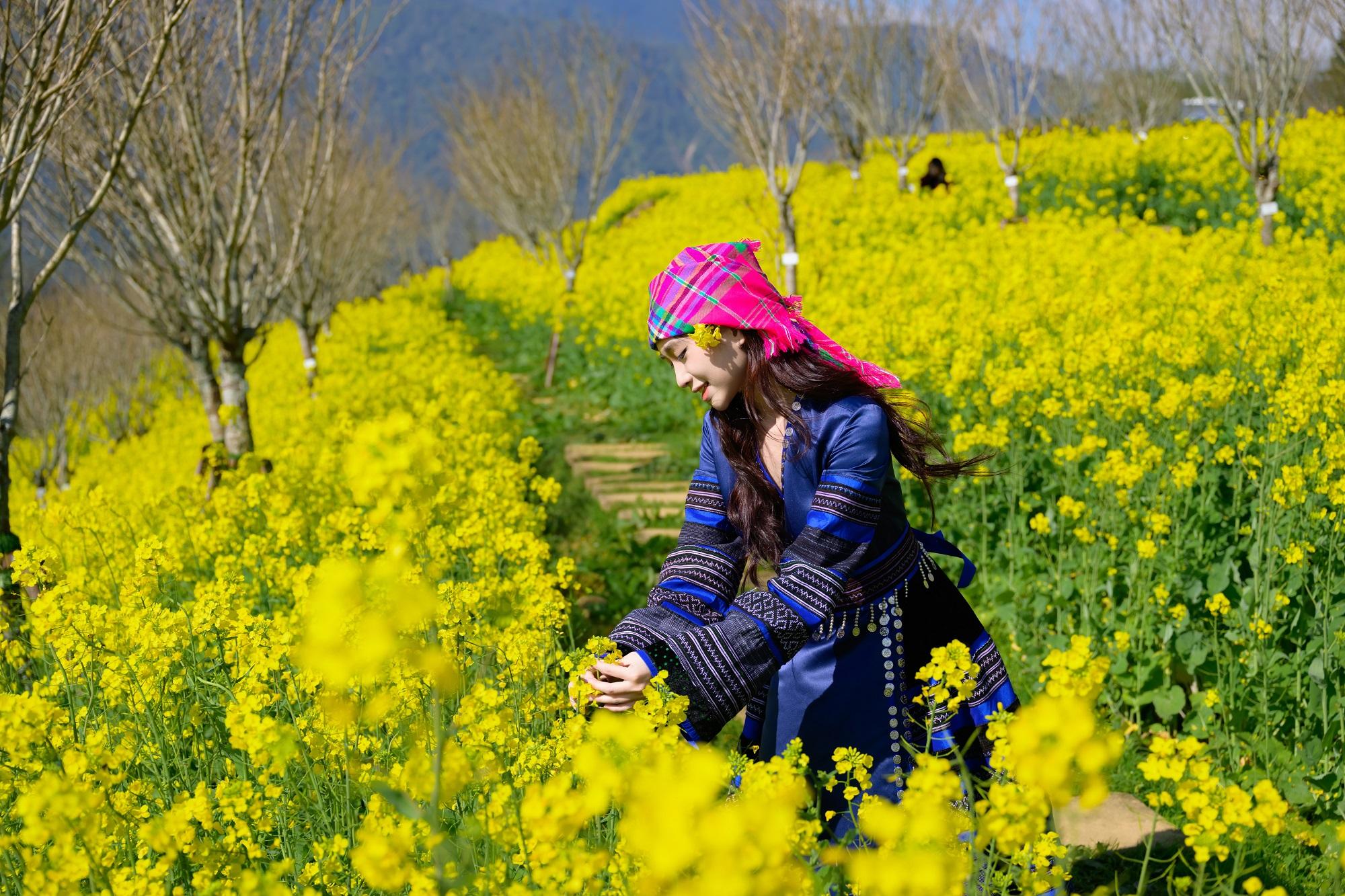Cánh đồng hoa cải vàng rực rỡ dưới nắng tháng 3, thu hút du khách tới Fansipan.