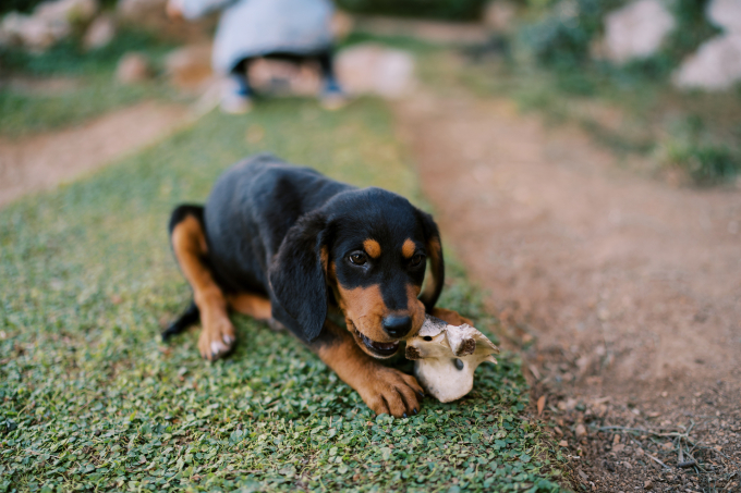 Chó cắn người khi đang ăn thường xuất phát từ bản năng bảo vệ thức ăn của con vật. Ảnh: Vecteezy