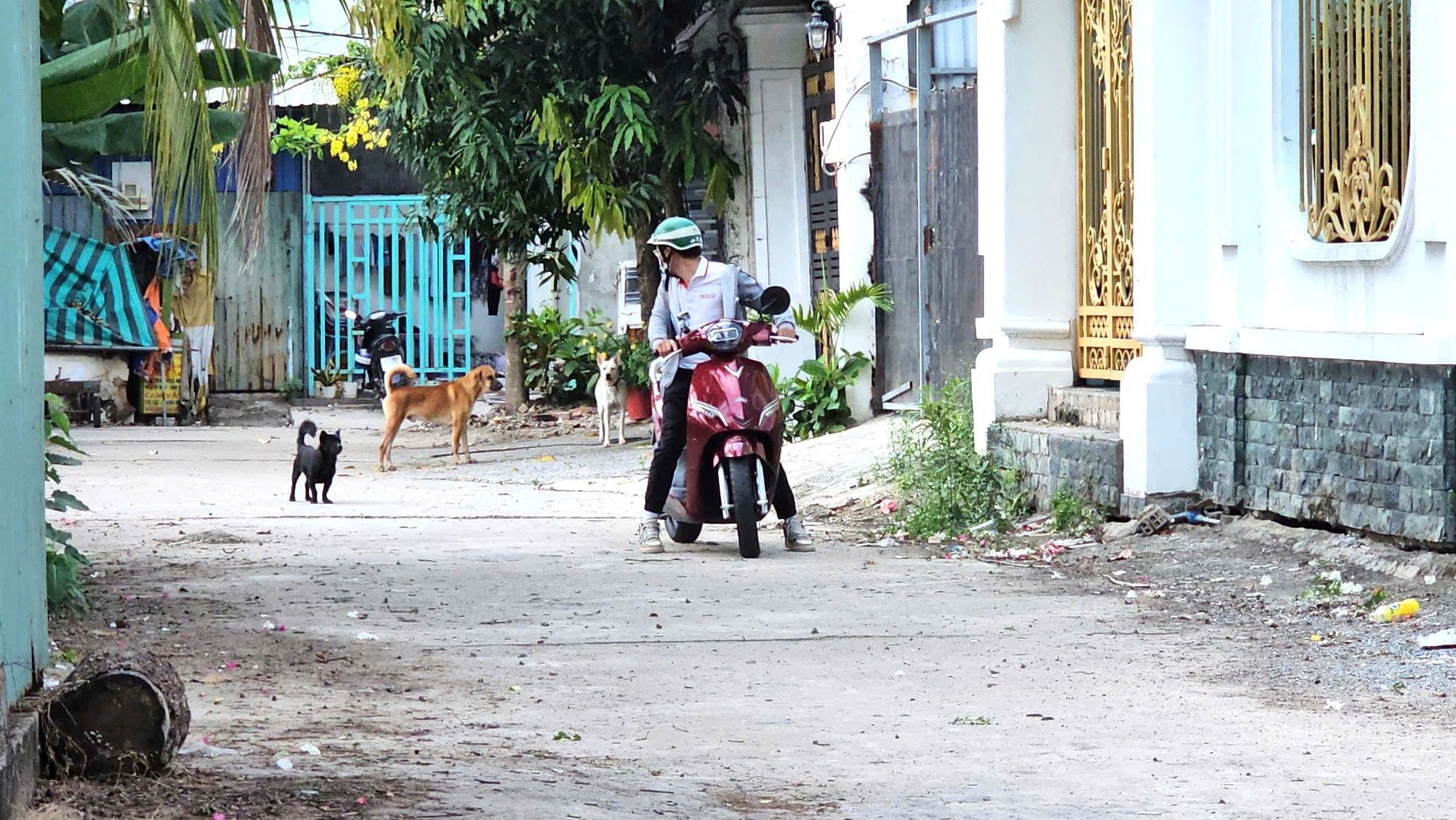Nỗi ám ảnh mang tên chó thả rông 6 Nỗi ám ảnh mang tên chó thả rông tại một khu dân cư ở Nhà Bè - Ảnh 6.