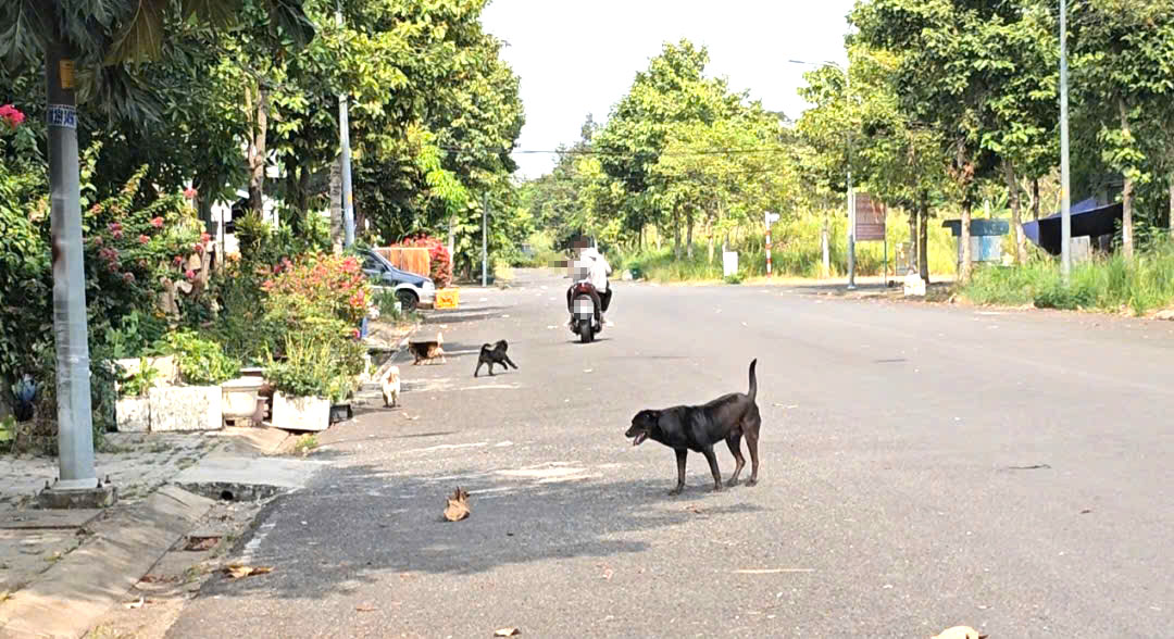 Nỗi ám ảnh mang tên chó thả rông 1 Nỗi ám ảnh mang tên chó thả rông tại một khu dân cư ở Nhà Bè - Ảnh 1.
