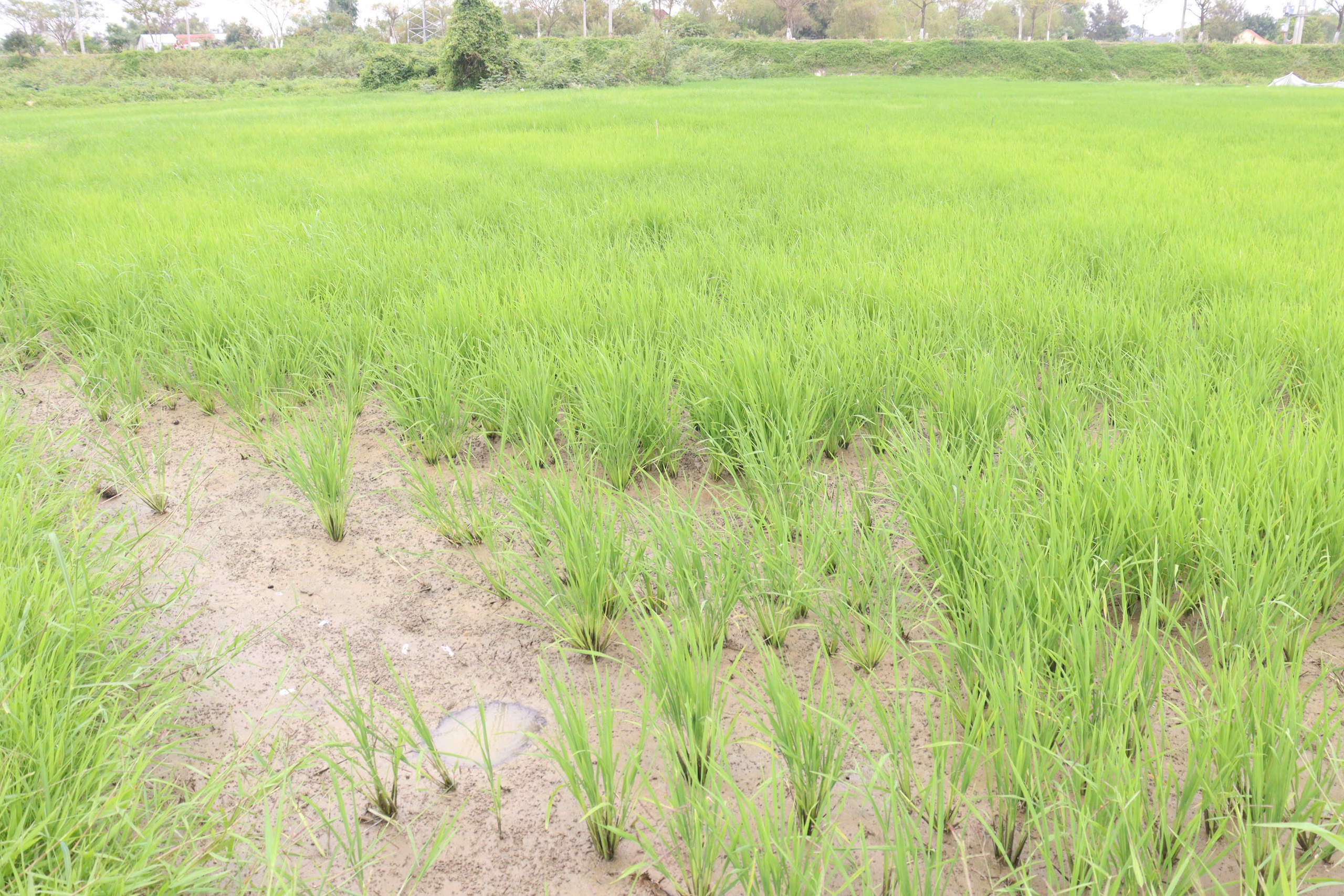 Nông dân Đà Nẵng Nông dân Đà Nẵng