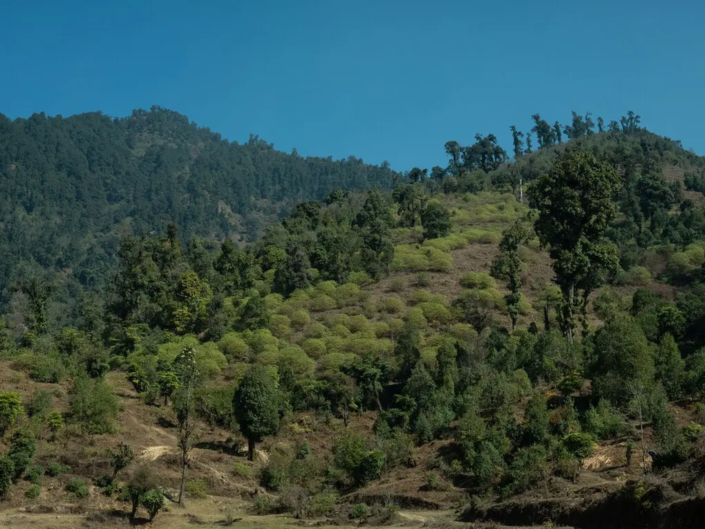 Nông dân Nepal trồng cây in tiền cho nền kinh tế thứ 3 thế giới - 2