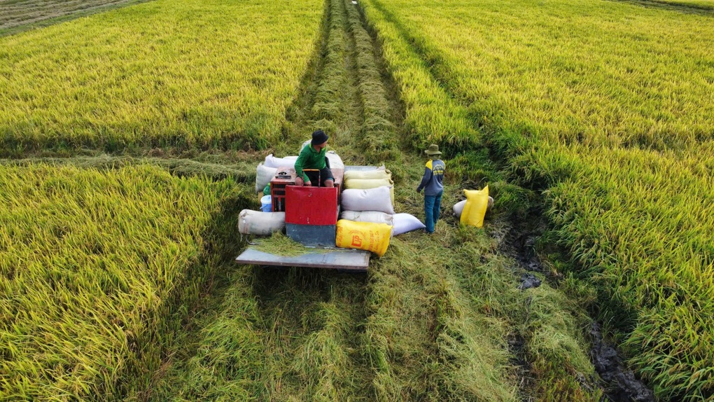 Nông dân lo lắng vì lúa giảm giá, VFA kiến nghị sớm mua tạm trữ - 1