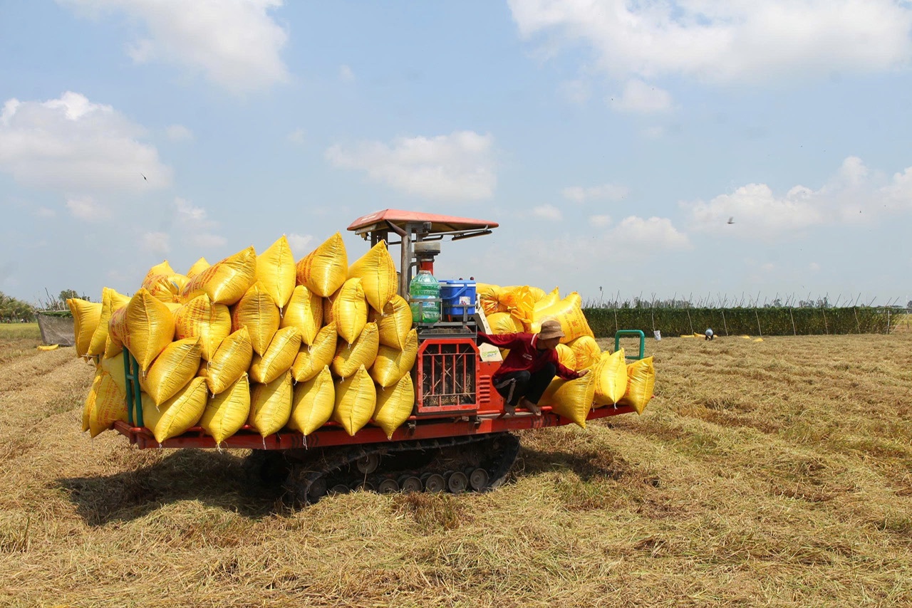 Nông dân miền Tây xoay xở với chi phí tăng - Ảnh 1. miền tây - Ảnh 1.
