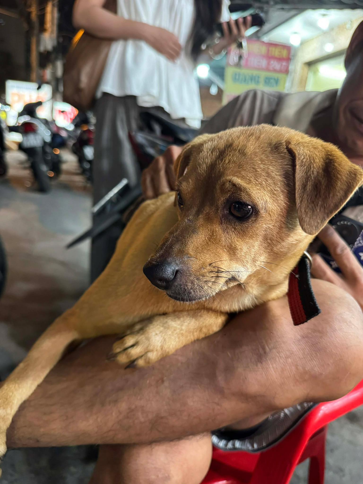 Người đàn ông rong ruổi suốt 1 tháng từ Long An lên TP.HCM tìm chó cưng gây xúc động: “Nọng giống như người thân trong nhà”- Ảnh 2. Người đàn ông rong ruổi suốt 1 tháng từ Long An lên TP.HCM tìm chó cưng gây xúc động: “Nọng giống như người thân trong nhà”- Ảnh 2.