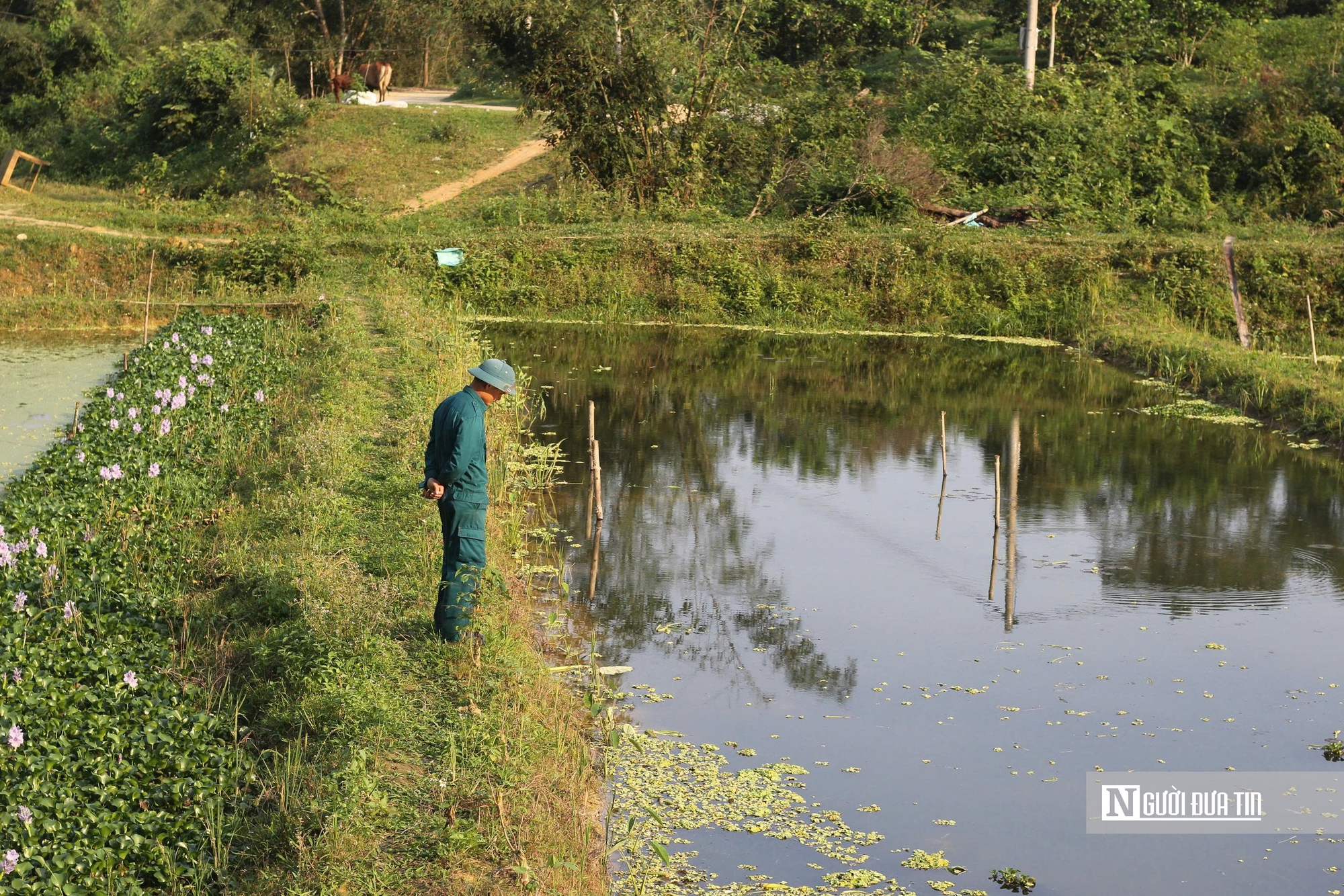 Hà Tĩnh: Nuôi “vàng đen”, nông dân thu tiền triệu mỗi ngày- Ảnh 1.