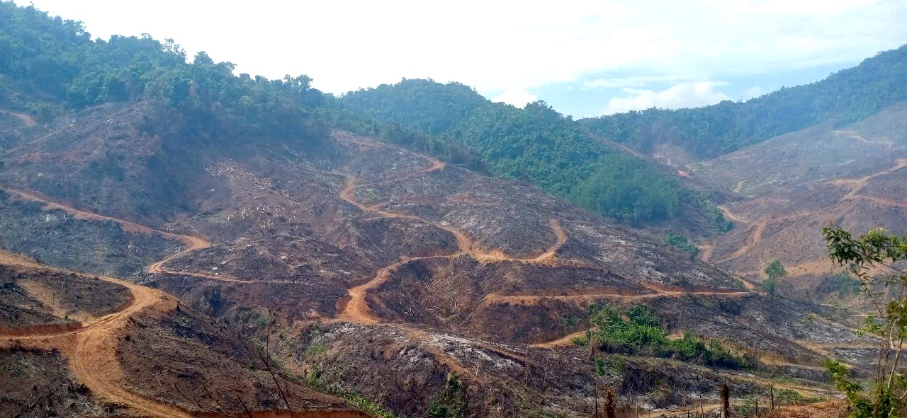 Rừng vẫn Rừng vẫn