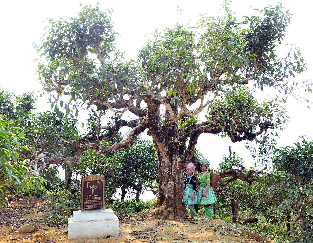 Nỗi niềm trà di sản: Phải sinh lợi, không sinh… bệnh!- Ảnh 1.