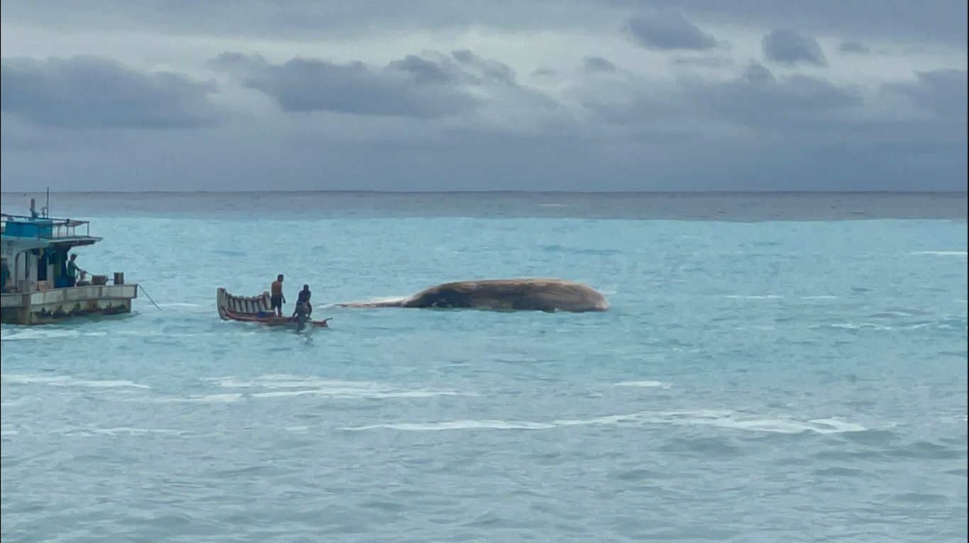 Phát hiện sinh vật khổng lồ dài hơn 15m mắc trong lưới, chuyên gia lập tức tới tận nơi: Cảnh khó tin!- Ảnh 1.