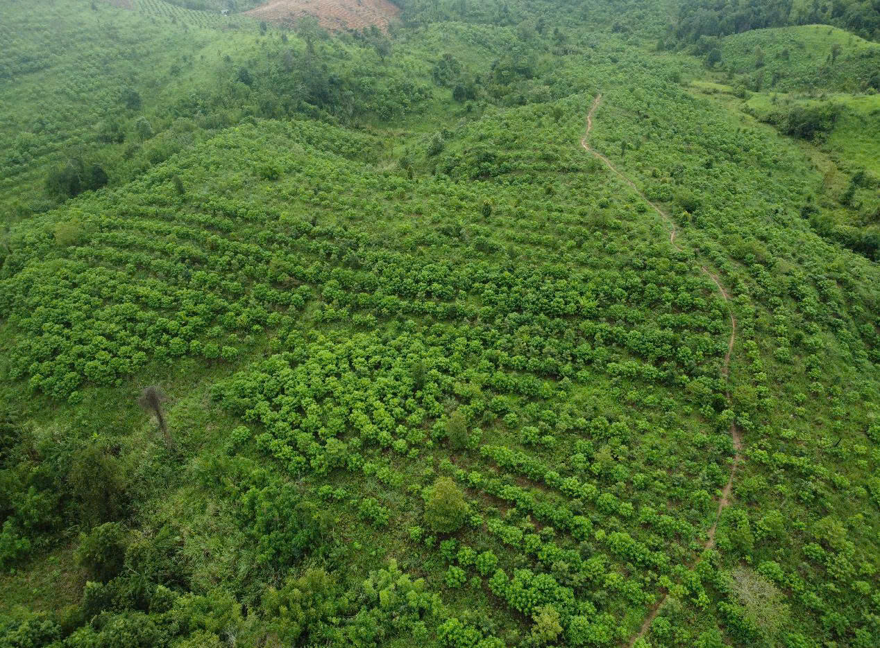 Báu vật Chư Mom Ray: Phục hồi 'kho báu' rừng nguyên sinh- Ảnh 1.