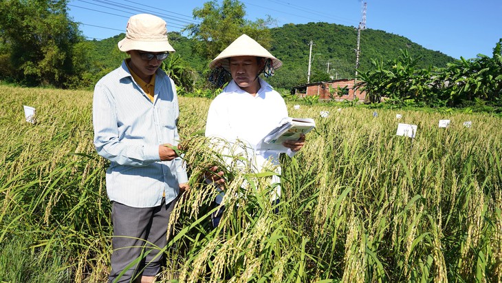 Phục hồi thành công nguồn gene thuần chủng 'nếp tiến vua' ở Quảng Ngãi 1 Phục hồi thành công nguồn gene thuần chủng 'nếp tiến vua' ở Quảng Ngãi - Ảnh 1.