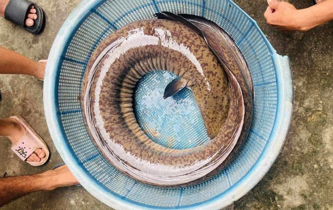 Quai ngu song Tra Khuc dinh cau ngu dan so