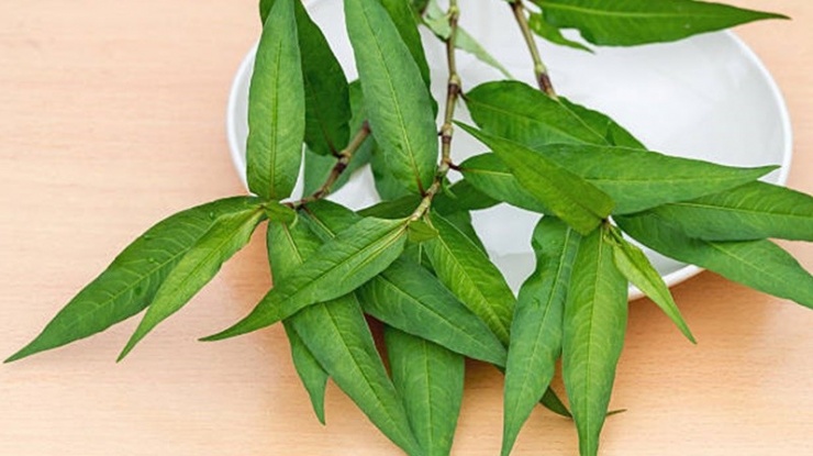 Rau răm là gia vị giúp món ăn thêm đậm đà và có nhiều lợi ích sức khỏe nếu dùng đúng cách