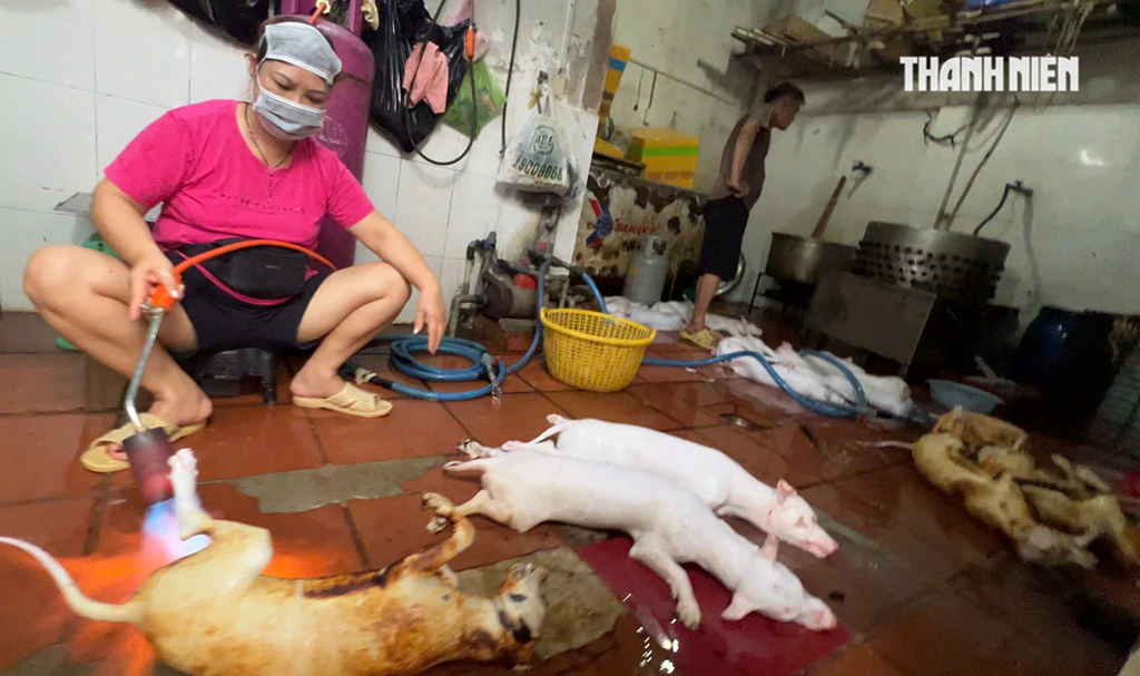 Rùng mình lò giết mổ chó mèo lậu tại TP . HCM năm 2026 - Ảnh 1.