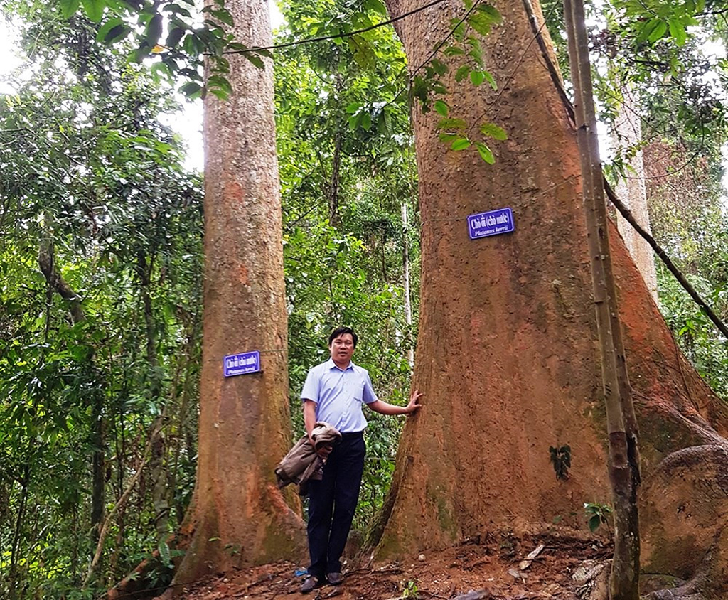 'Rừng thiêng' giữa đại ngàn- Ảnh 3. 'Rừng thiêng' giữa đại ngàn- Ảnh 3.