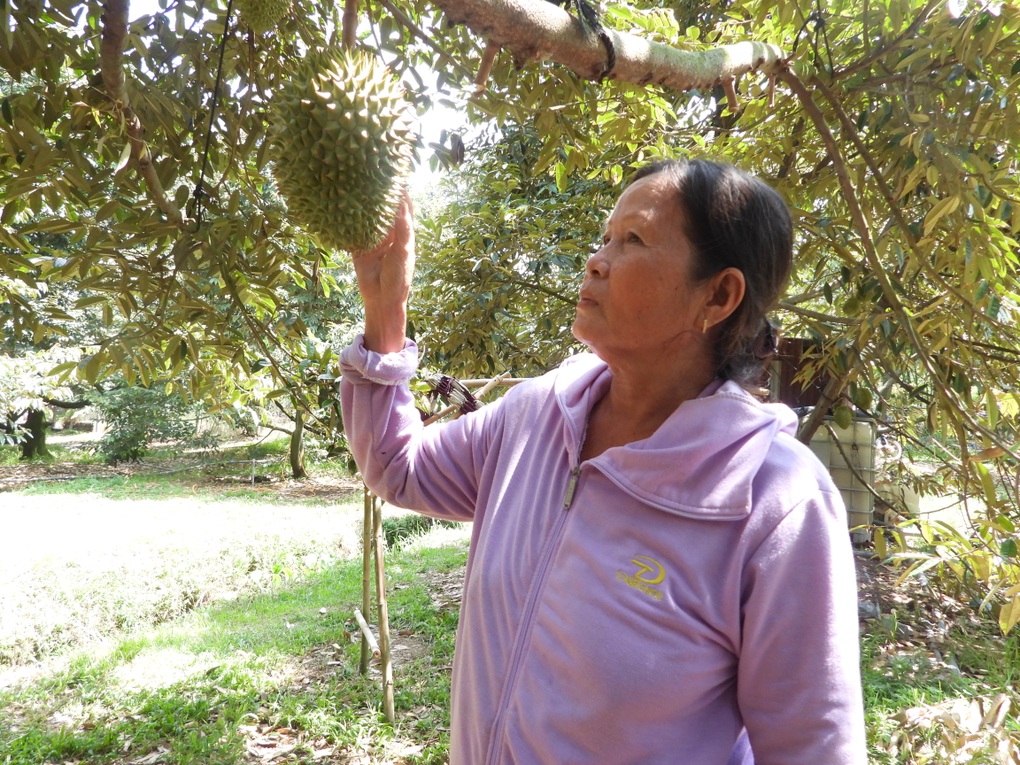 Sầu riêng nghịch vụ đắt như tôm tươi, giá tại vườn lập đỉnh mới - 2