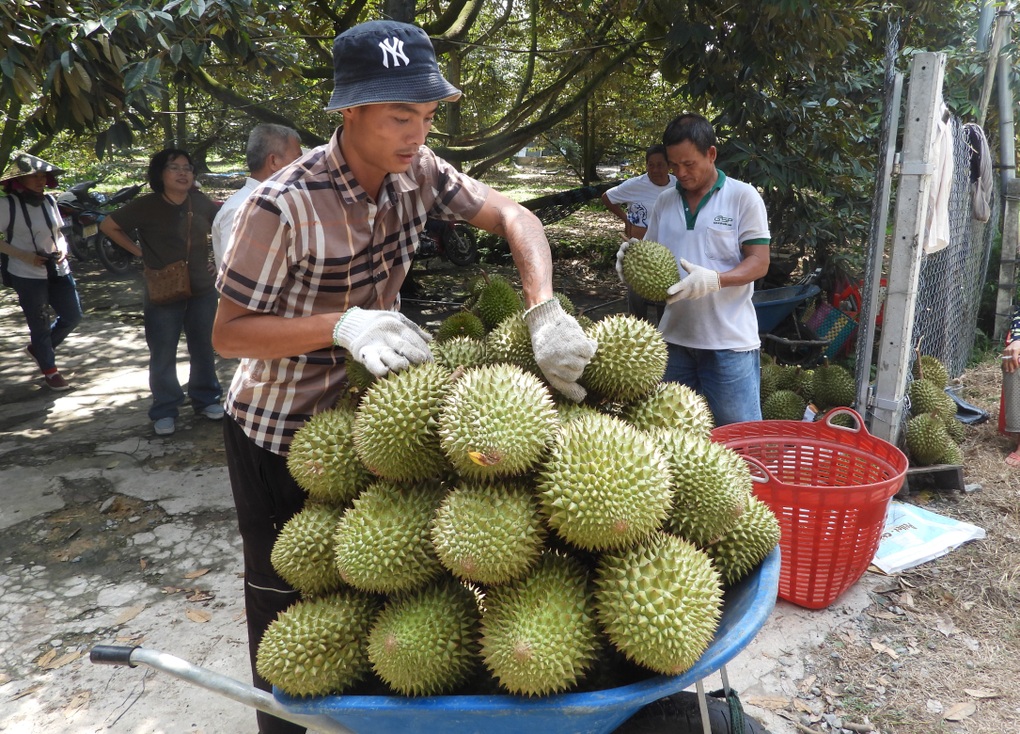 Sầu riêng nghịch vụ đắt như tôm tươi, giá tại vườn lập đỉnh mới - 1