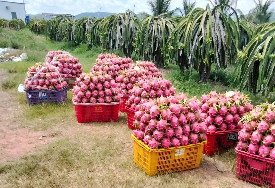 Chấn chỉnh mặt hàng rau quả, gia vị xuất khẩu sang châu Âu - Ảnh 1.