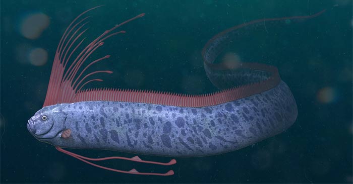 Sinh vật biển sâu dài 9m sống ở độ sâu 1.000m bất ngờ xuất hiện trên bãi biển, nhiều người lo lắng- Ảnh 2.